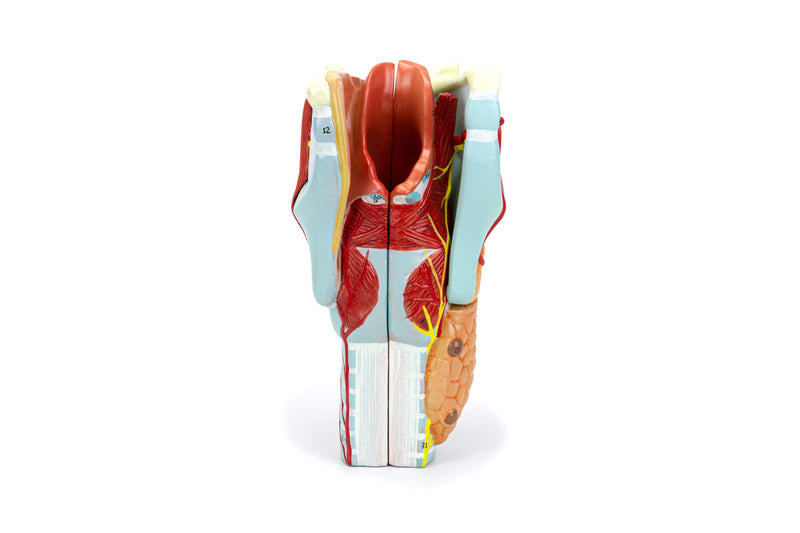 Load image into Gallery viewer, Larynx Model, 2X Enlarged, 5-Parts