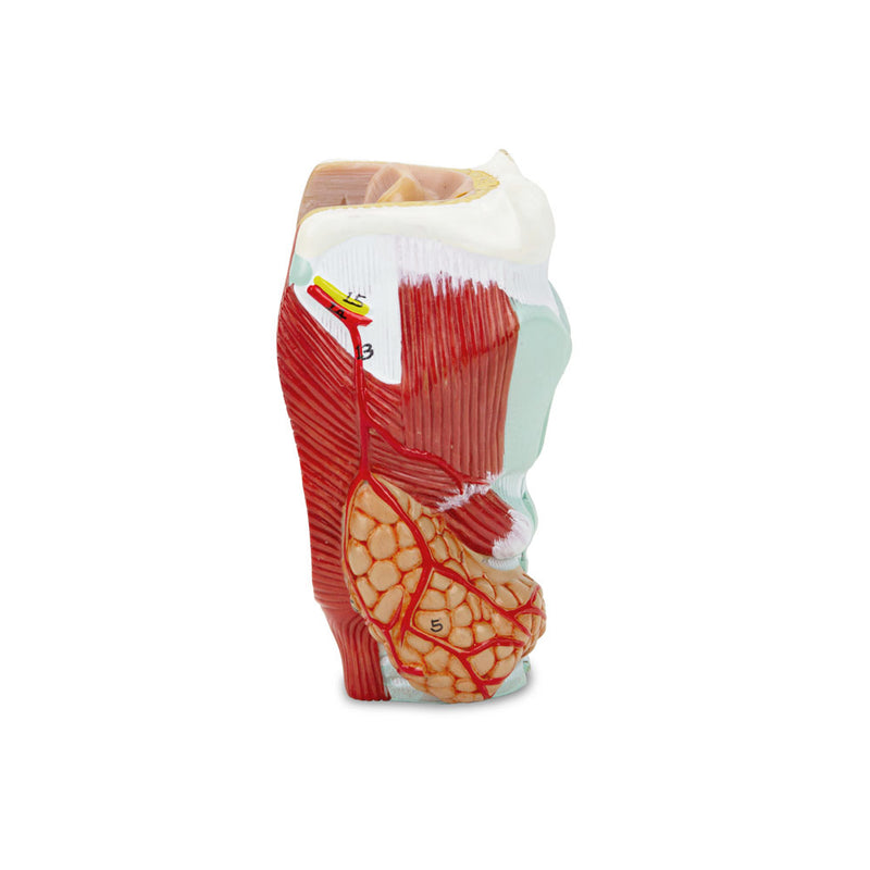Load image into Gallery viewer, Larynx Model, 2-Parts