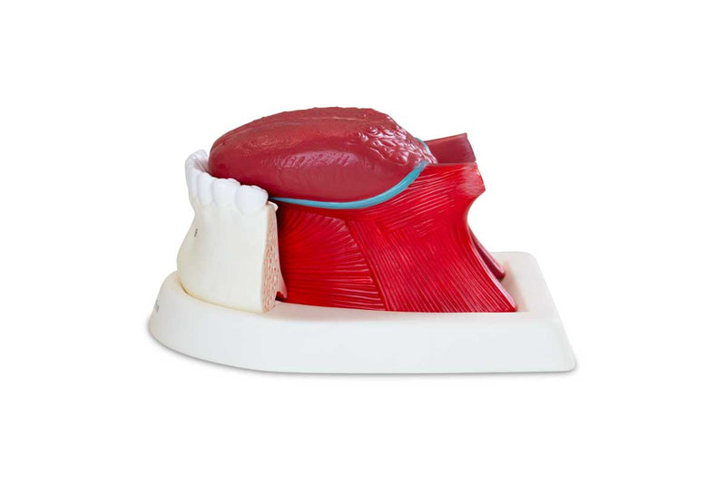 Load image into Gallery viewer, Tongue Model, 2.5X Enlarged, 3 Parts