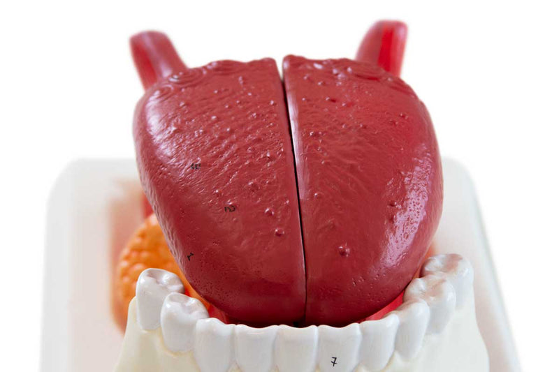 Load image into Gallery viewer, Tongue Model, 2.5X Enlarged, 3 Parts