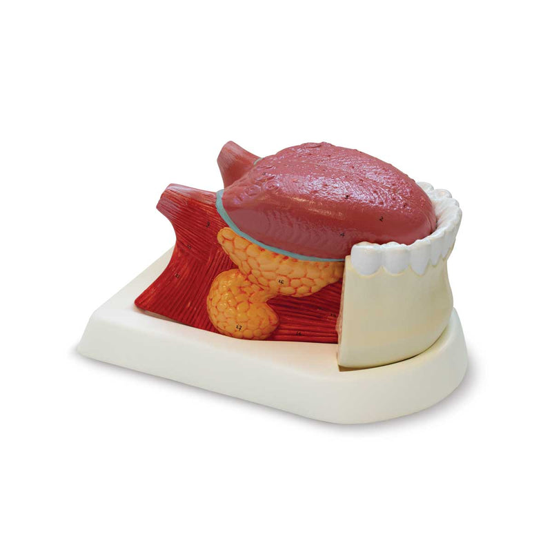 Load image into Gallery viewer, Tongue Model, 2.5X Enlarged, 3 Parts