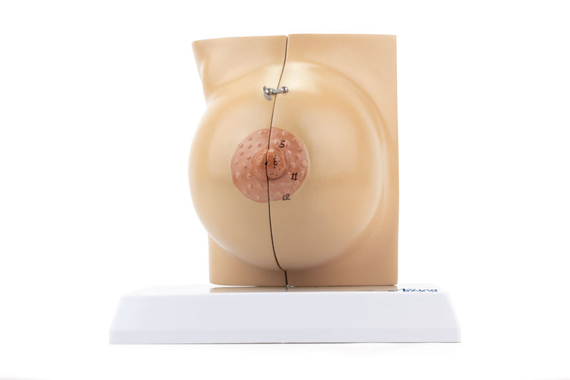 Load image into Gallery viewer, Female Non-Lactating Breast Model