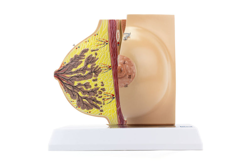 Load image into Gallery viewer, Female Non-Lactating Breast Model