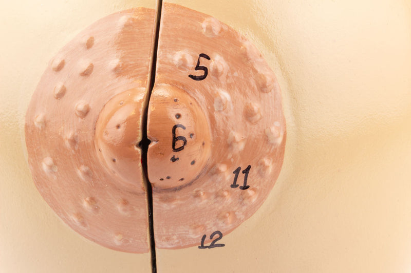 Load image into Gallery viewer, Female Non-Lactating Breast Model