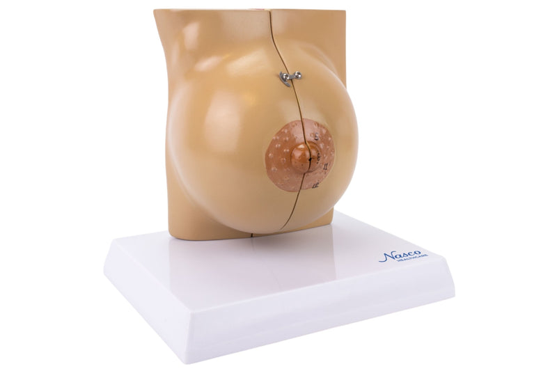 Load image into Gallery viewer, Female Non-Lactating Breast Model