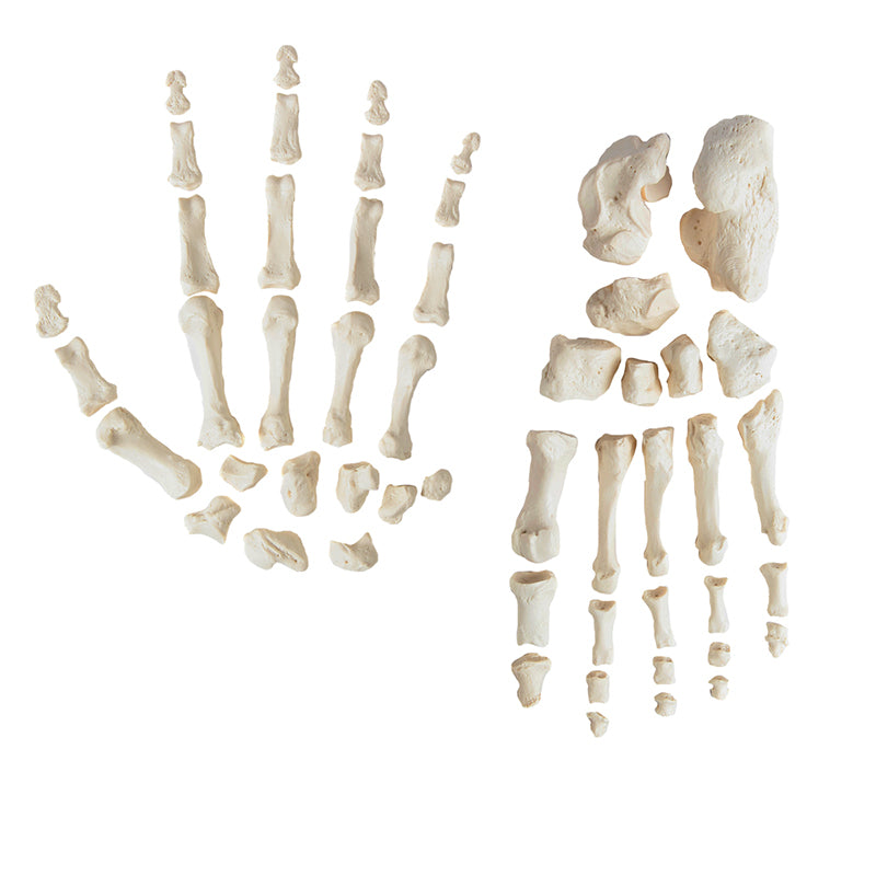 Load image into Gallery viewer, Disarticulated Half-Skeleton, Unmounted