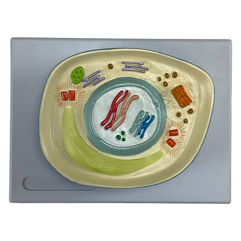 Load image into Gallery viewer, Meiosis Model, 12 Parts