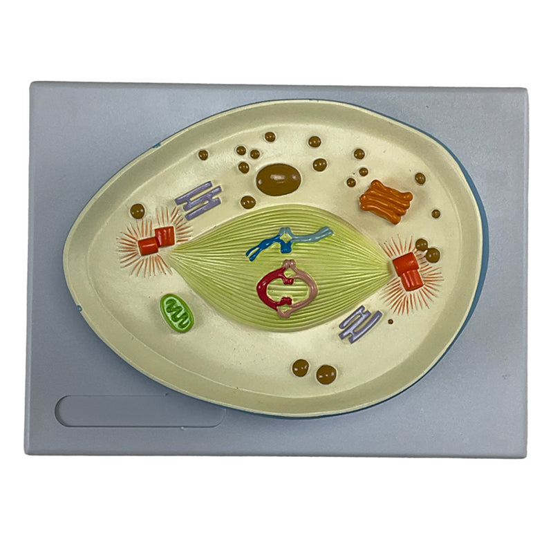 Load image into Gallery viewer, Meiosis Model, 12 Parts