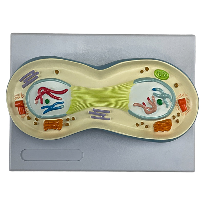 Load image into Gallery viewer, Meiosis Model, 12 Parts