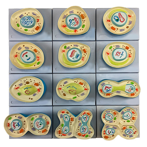 Load image into Gallery viewer, Meiosis Model, 12 Parts