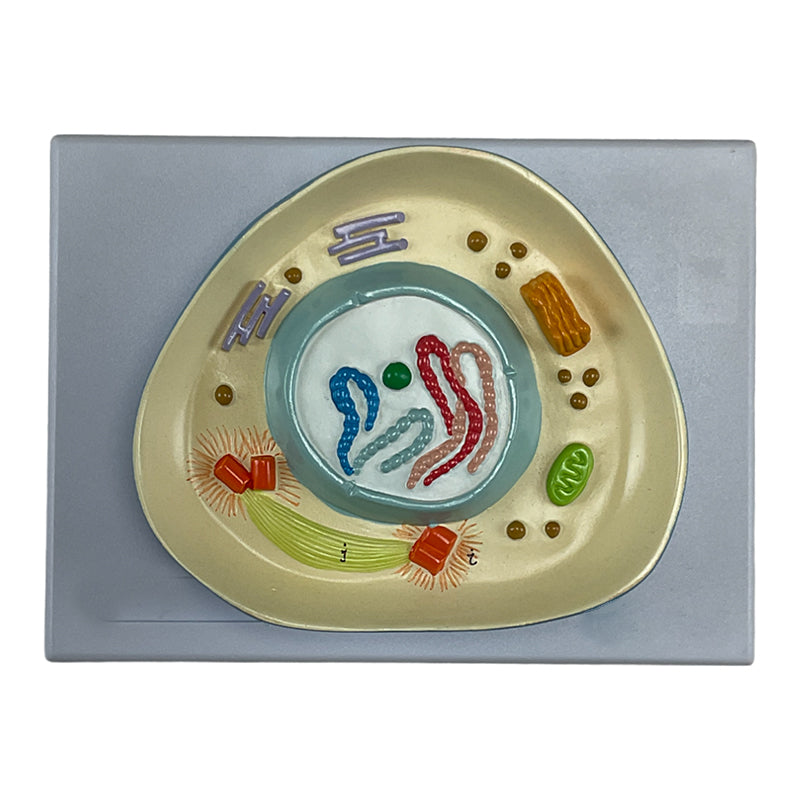 Load image into Gallery viewer, Meiosis Model, 12 Parts