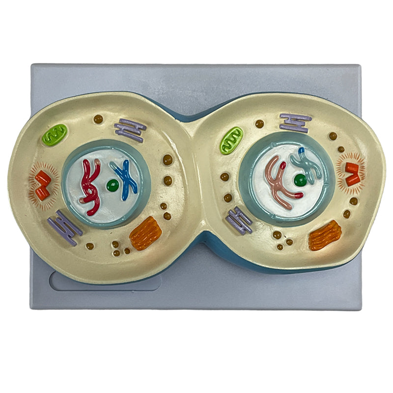 Load image into Gallery viewer, Meiosis Model, 12 Parts