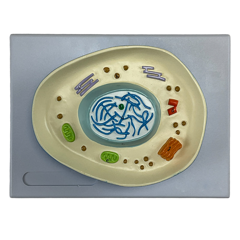 Load image into Gallery viewer, Meiosis Model, 12 Parts