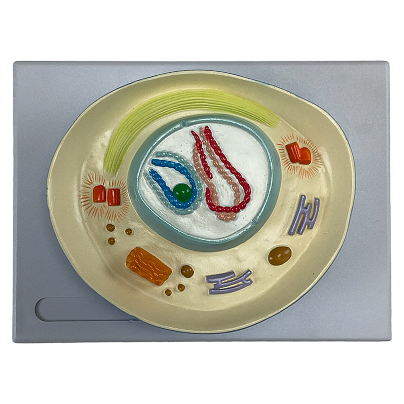 Load image into Gallery viewer, Meiosis Model, 12 Parts