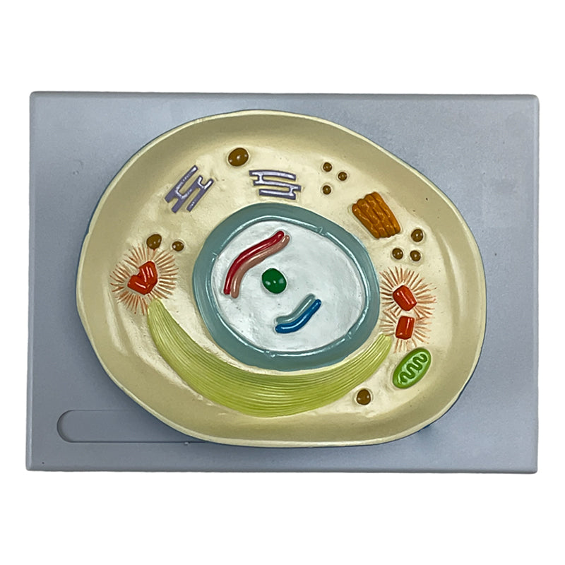 Load image into Gallery viewer, Meiosis Model, 12 Parts