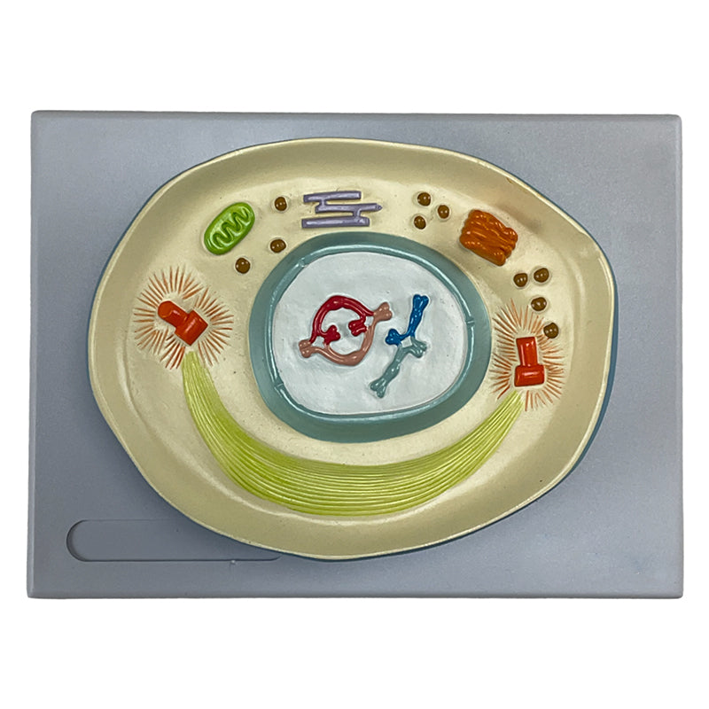 Load image into Gallery viewer, Meiosis Model, 12 Parts