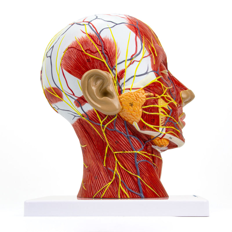 Load image into Gallery viewer, Half-Head with Muscles Model