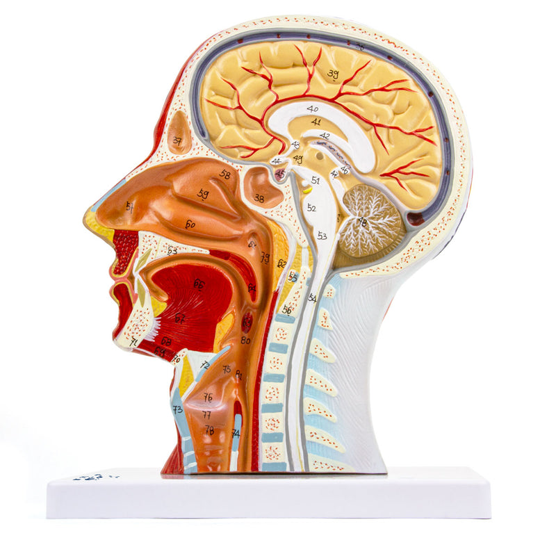 Load image into Gallery viewer, Half-Head with Muscles Model