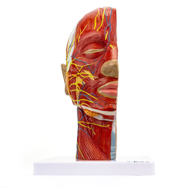 Load image into Gallery viewer, Half-Head with Muscles Model