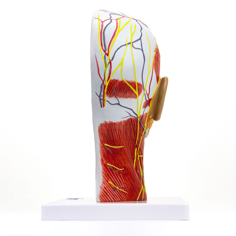 Load image into Gallery viewer, Half-Head with Muscles Model