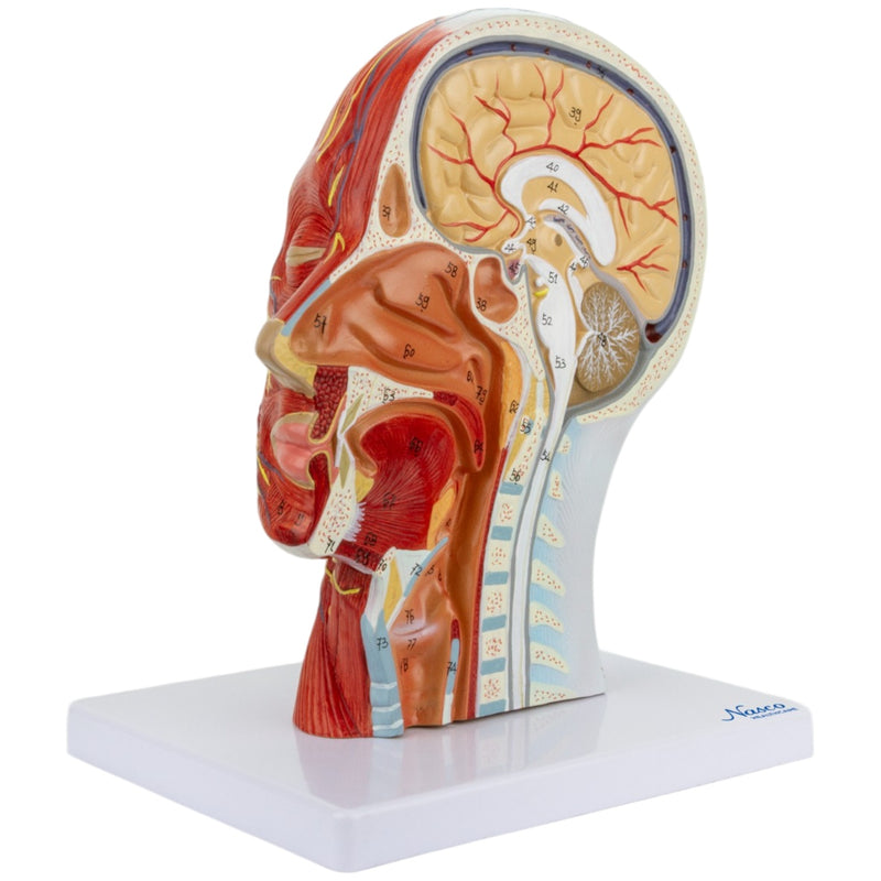Load image into Gallery viewer, Half-Head with Muscles Model