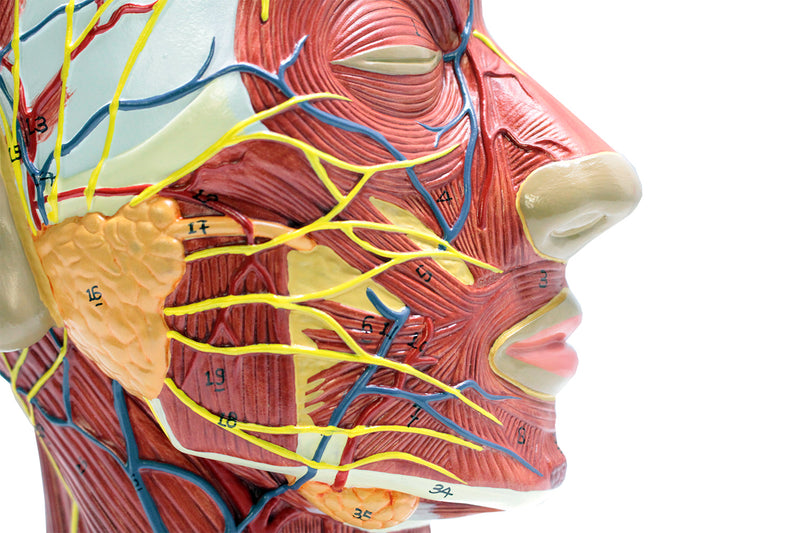 Load image into Gallery viewer, Half-Head with Muscles Model