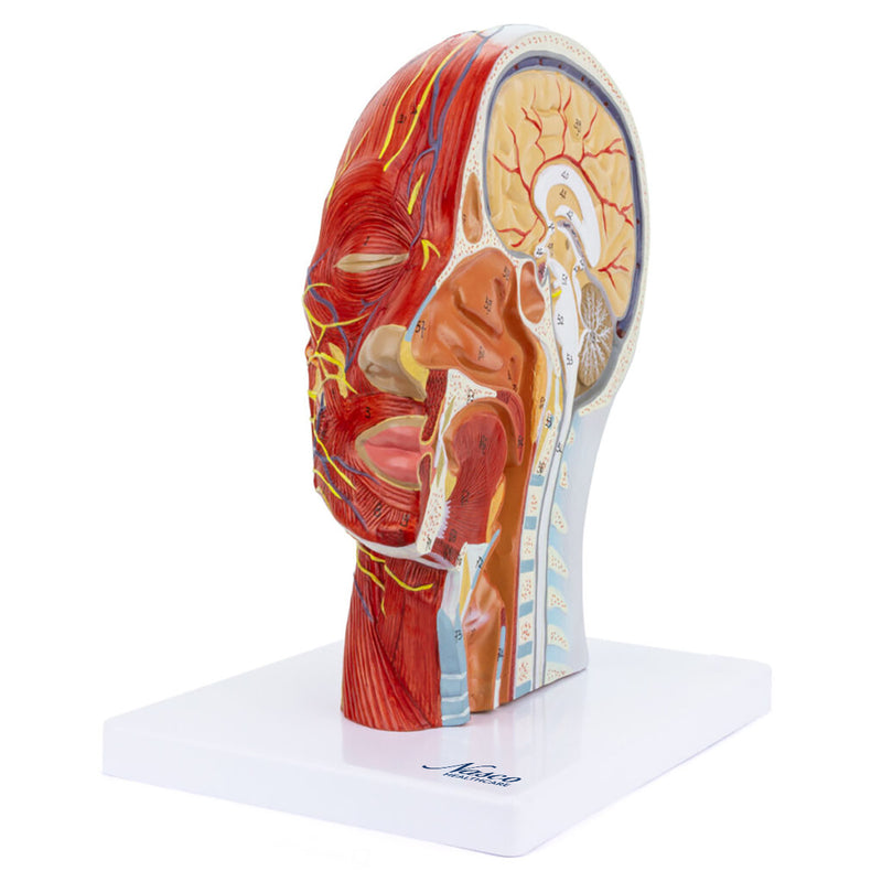 Load image into Gallery viewer, Half-Head with Muscles Model