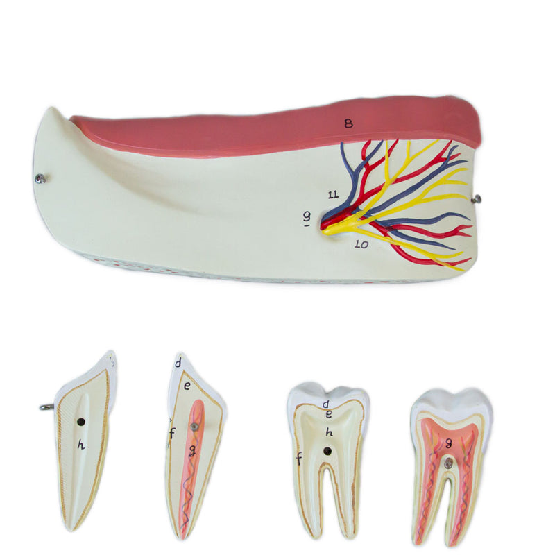 Load image into Gallery viewer, Half Lower Jaw Model, 3X Enlarged