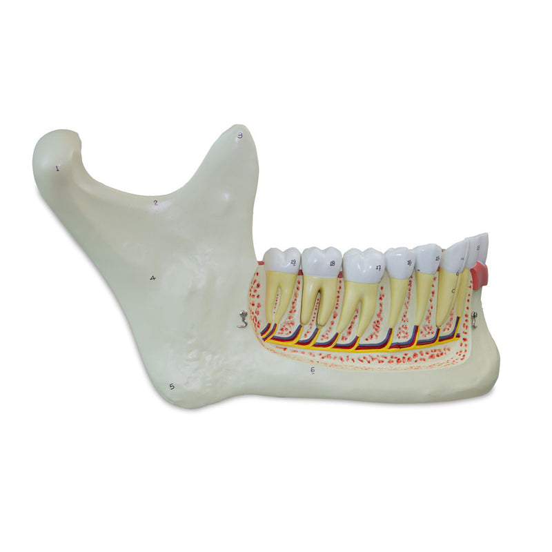 Load image into Gallery viewer, Half Lower Jaw Model, 3X Enlarged
