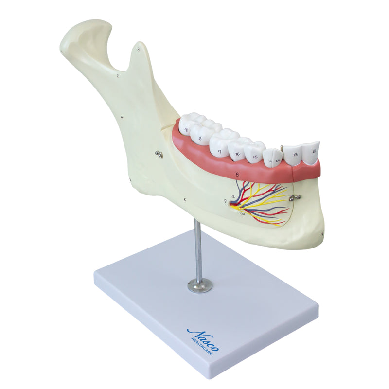Load image into Gallery viewer, Half Lower Jaw Model, 3X Enlarged
