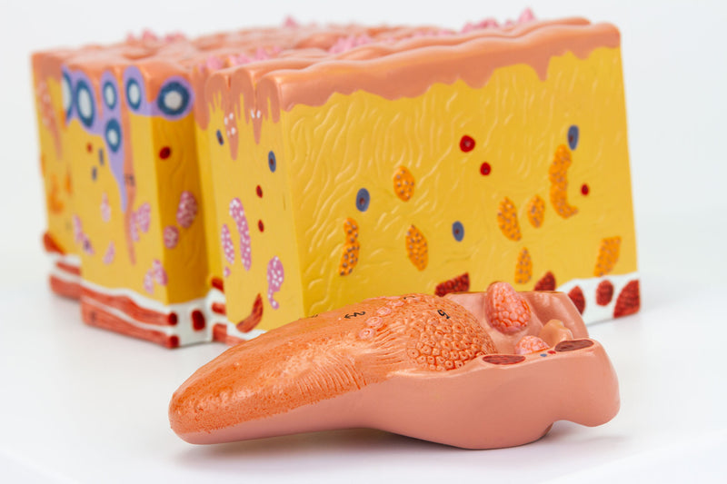 將圖像載入到圖庫檢視器中, Micro-Anatomy of Tongue Model, 20X Enlarged