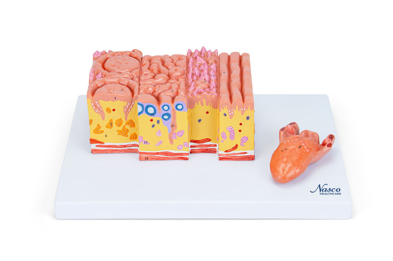 將圖像載入到圖庫檢視器中, Micro-Anatomy of Tongue Model, 20X Enlarged