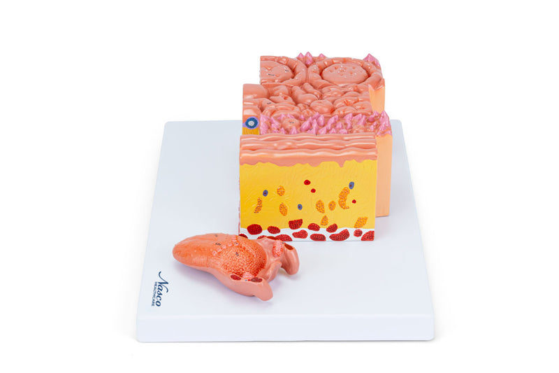 將圖像載入到圖庫檢視器中, Micro-Anatomy of Tongue Model, 20X Enlarged