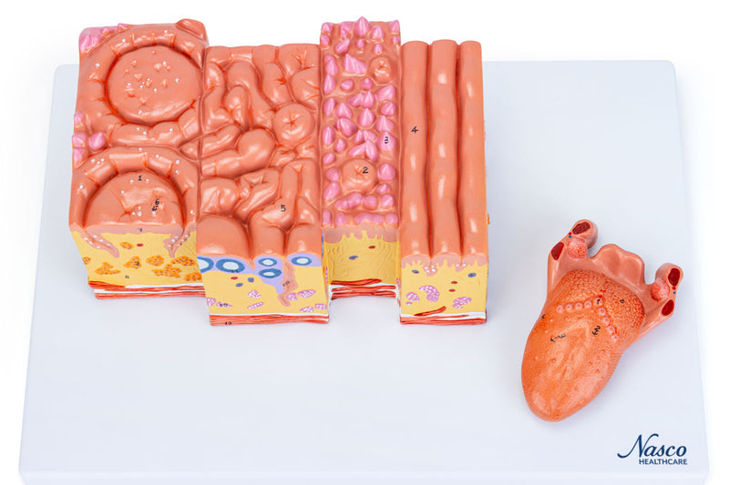 將圖像載入到圖庫檢視器中, Micro-Anatomy of Tongue Model, 20X Enlarged