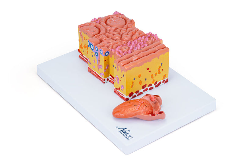 將圖像載入到圖庫檢視器中, Micro-Anatomy of Tongue Model, 20X Enlarged