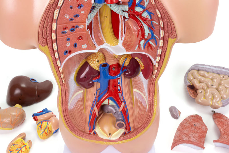 Tải hình ảnh vào trình xem Thư viện, Mini Unisex Torso Model, 12 Parts