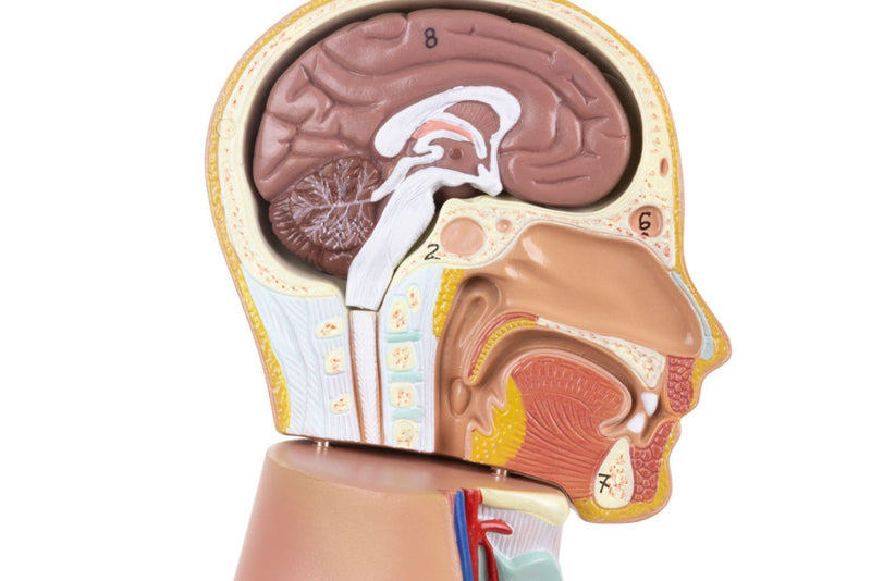 Tải hình ảnh vào trình xem Thư viện, Mini Unisex Torso Model, 12 Parts