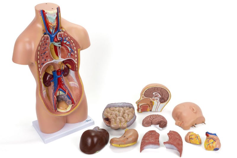 Tải hình ảnh vào trình xem Thư viện, Mini Unisex Torso Model, 12 Parts