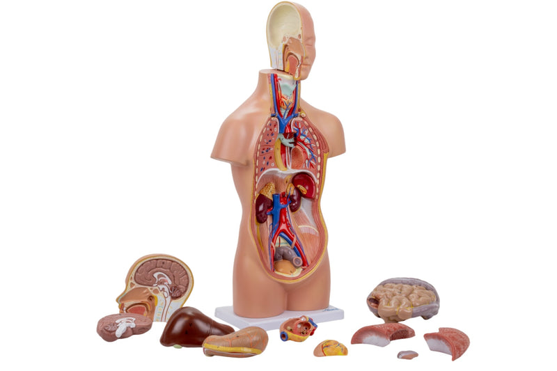 Tải hình ảnh vào trình xem Thư viện, Mini Unisex Torso Model, 12 Parts