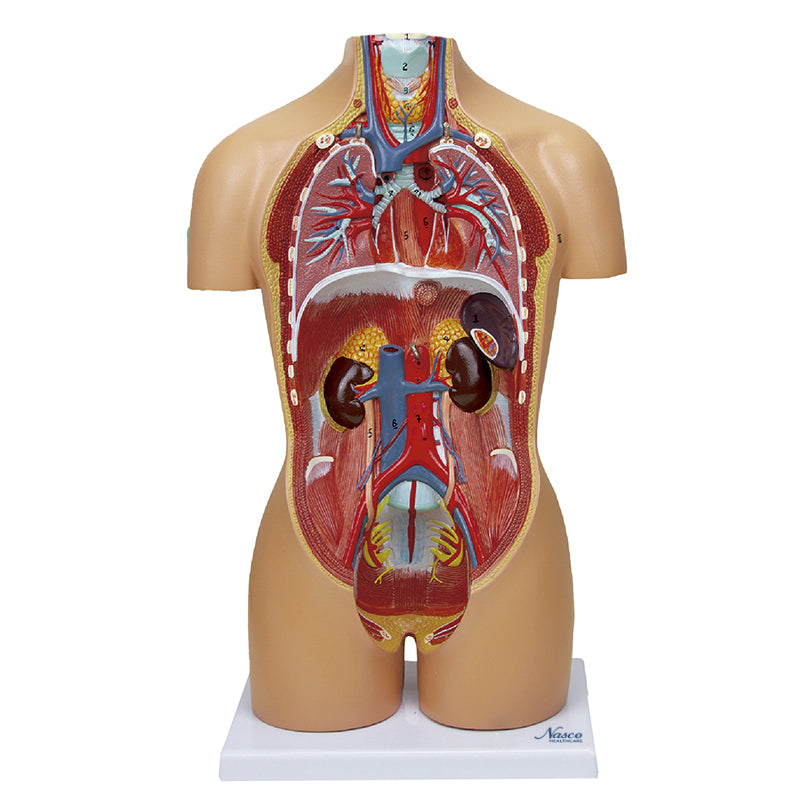 將圖像載入到圖庫檢視器中, Mini Dual-Sex Torso Mode, 16 Parts