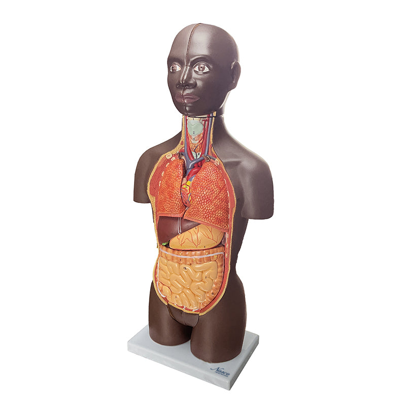 Mini Dual-Geschlecht Torso Modell, 16 Teile Nasco Healthcare Mini Dual-Geschlecht Torso Modell, 16 Teile Nasco Healthcare