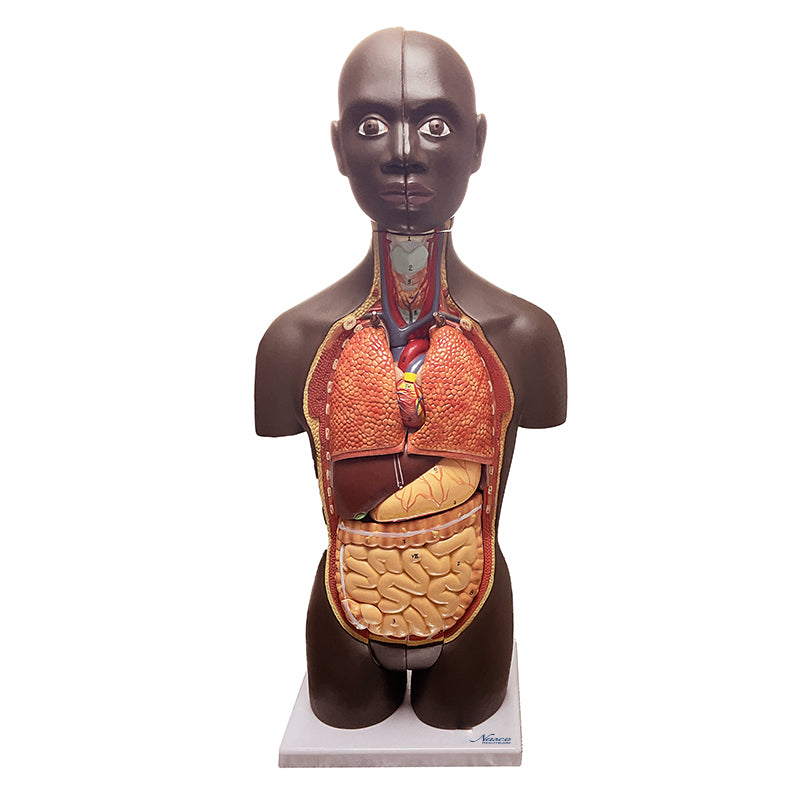 將圖像載入到圖庫檢視器中, Mini Dual-Sex Torso Mode, 16 Parts