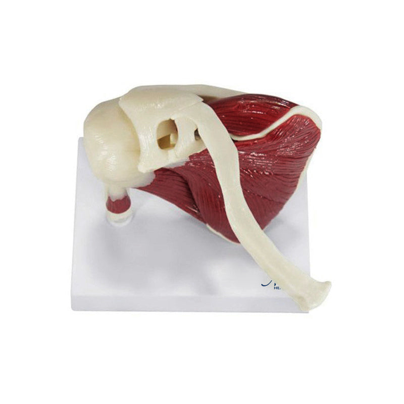 Загрузить изображение в просмотрщик галереи, Shoulder with Articulating Rotator Cuff Model