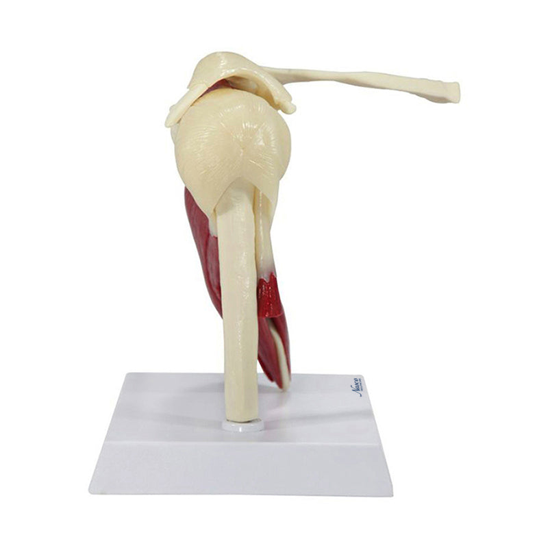 Загрузить изображение в просмотрщик галереи, Shoulder with Articulating Rotator Cuff Model