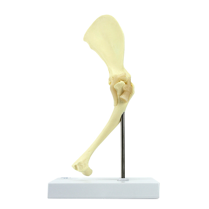 Load image into Gallery viewer, Canine Shoulder Model, Medium Size