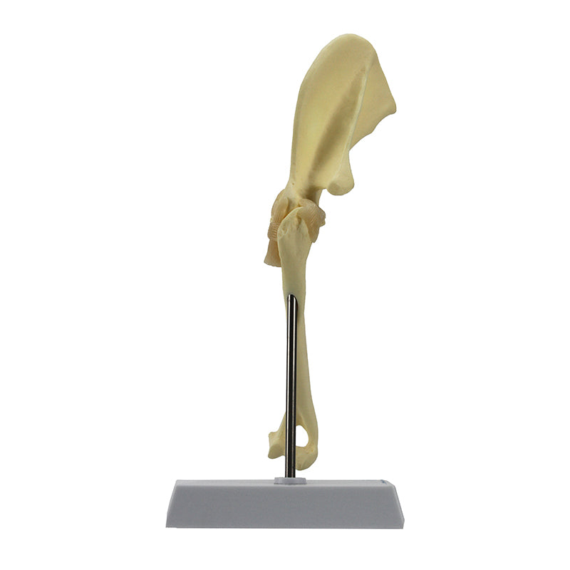 Load image into Gallery viewer, Canine Shoulder Model, Medium Size