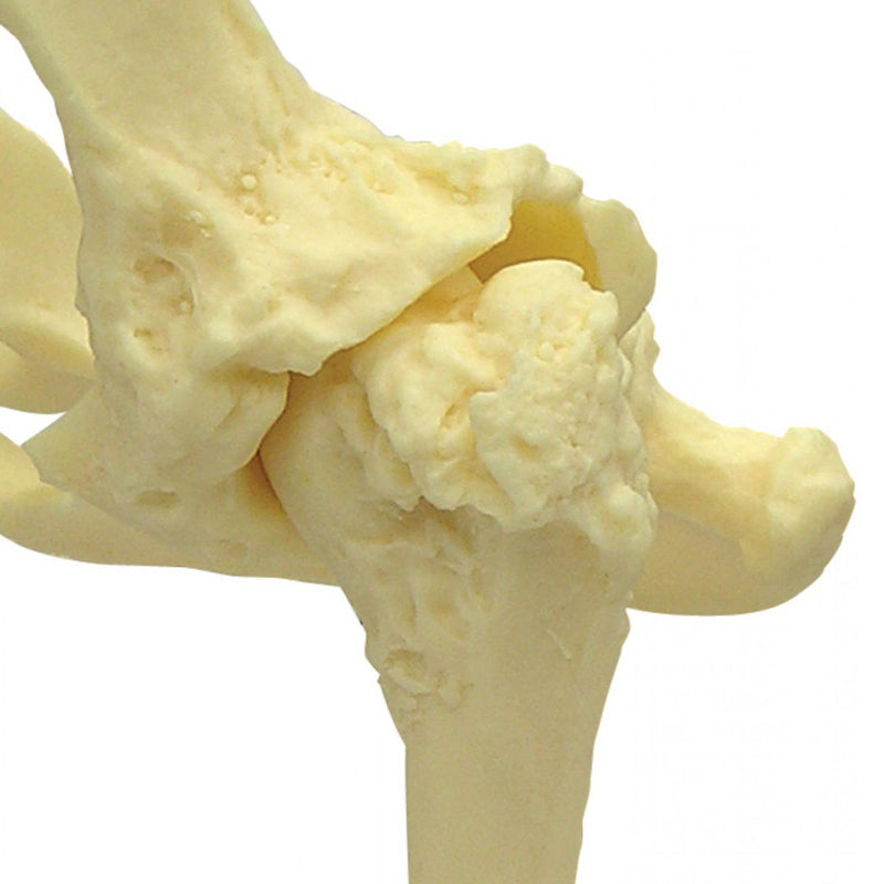 Load image into Gallery viewer, Canine Pelvis Model