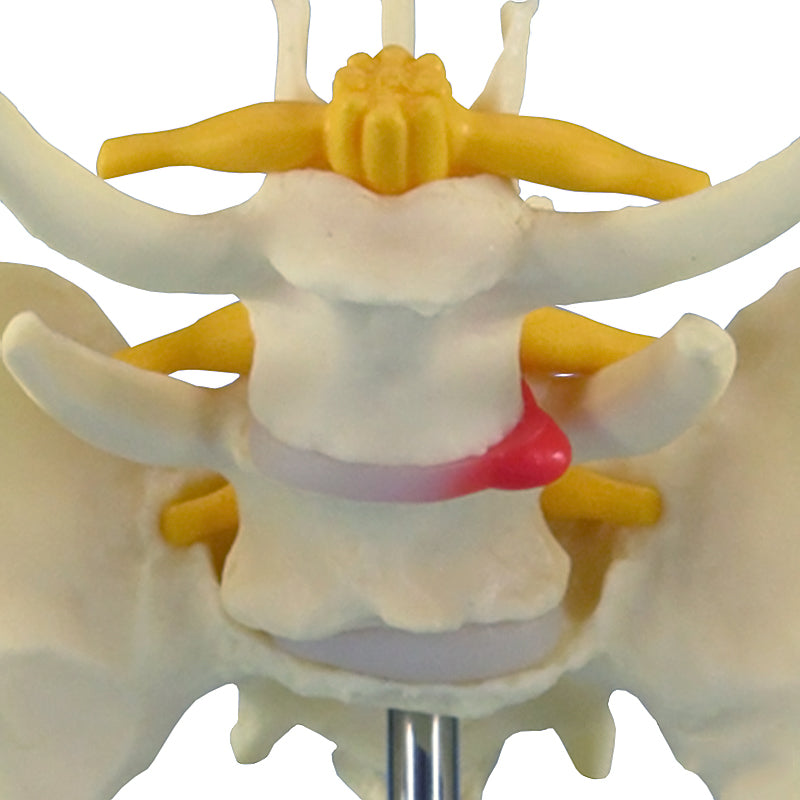 Load image into Gallery viewer, Canine Pelvis Model