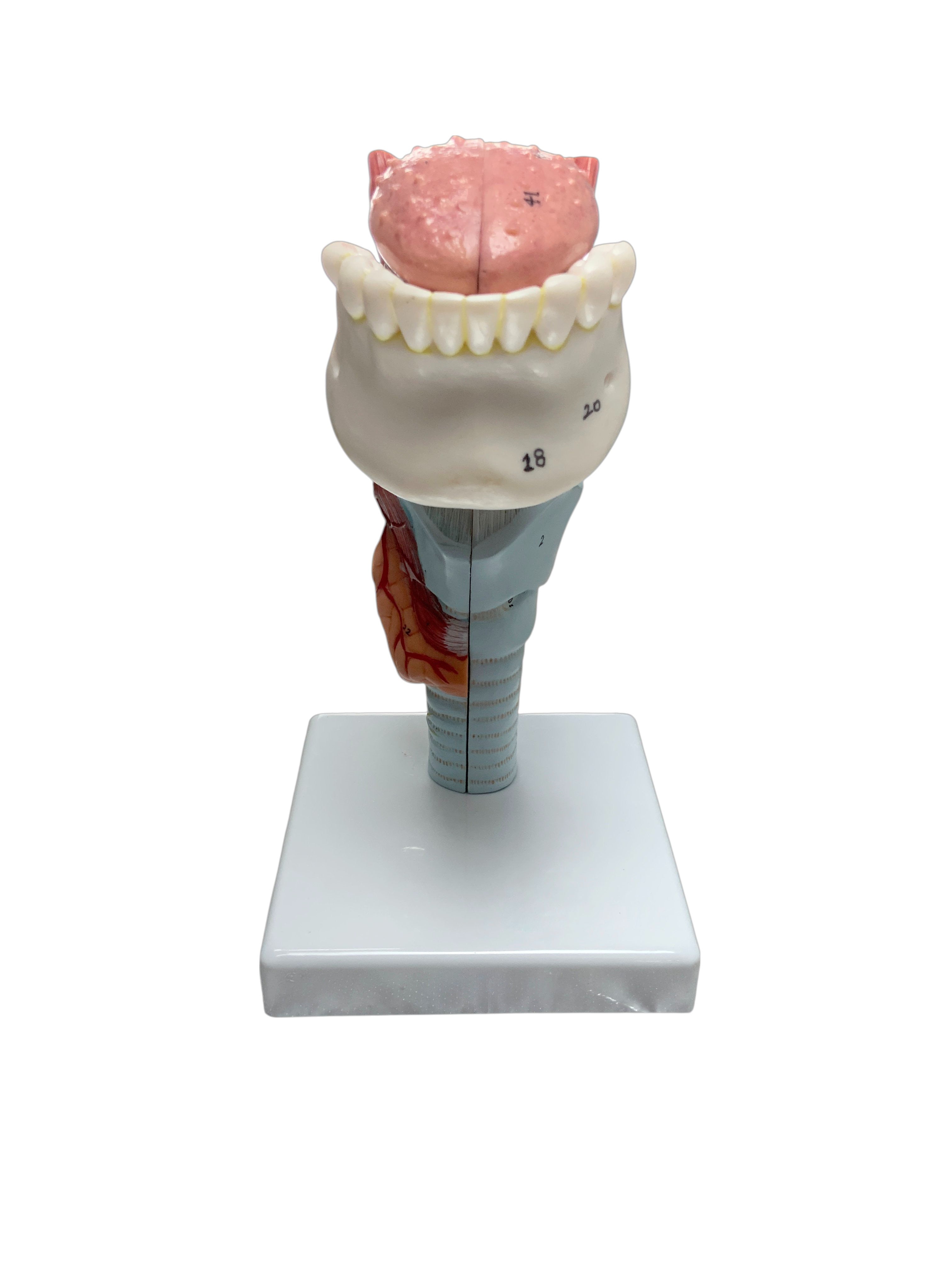 Larynx with Tongue & Teeth Model, 5 Parts – Nasco Healthcare
