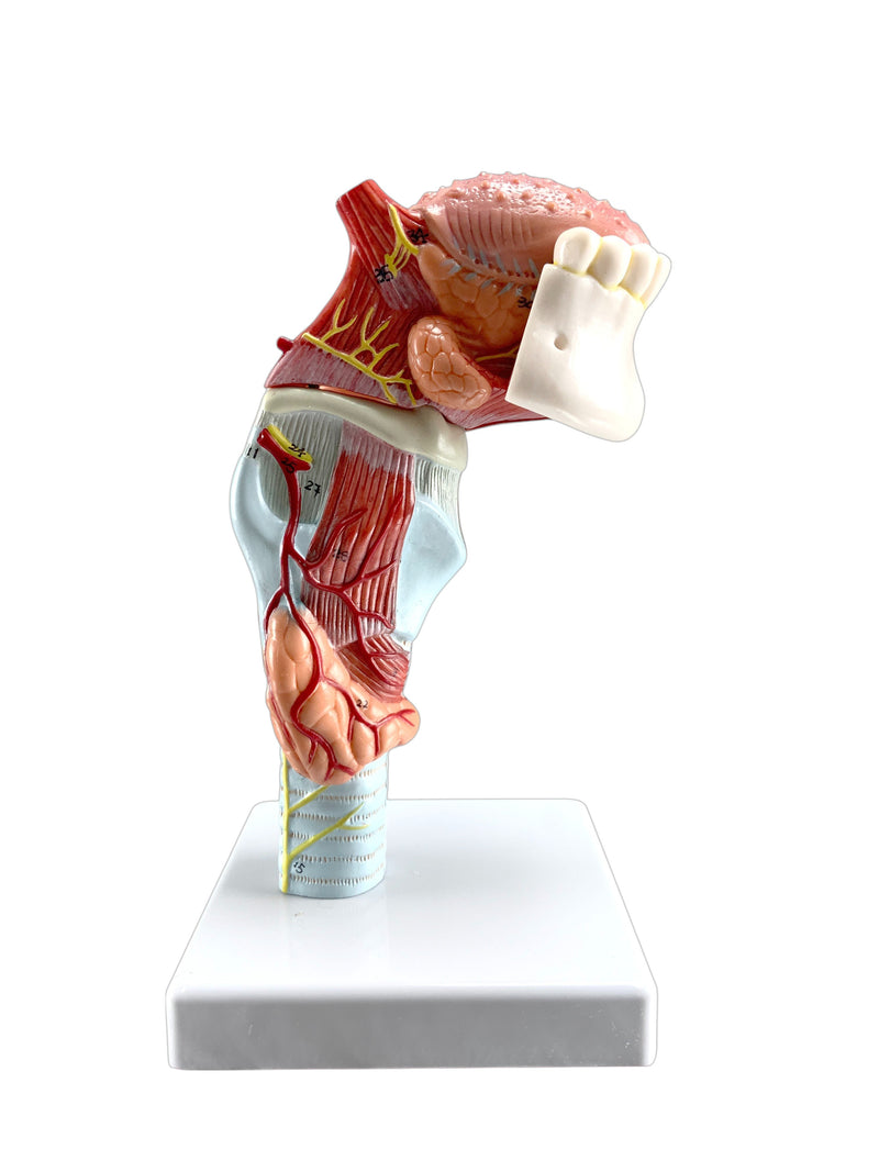 Load image into Gallery viewer, Larynx with Tongue & Teeth Model, 5 Parts